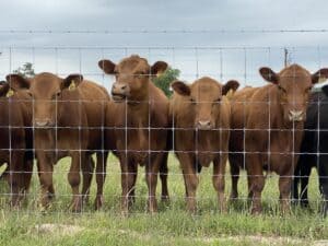 High Tensile Fixed Knot Cattle Fence