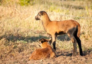 Barbados Blackbelly Sheep