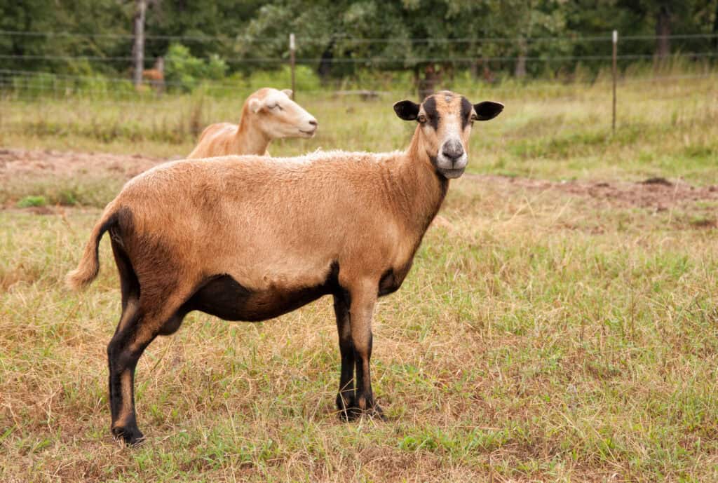 Barbados Blackbelly Sheep