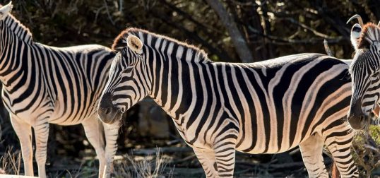 Exotic Zebra