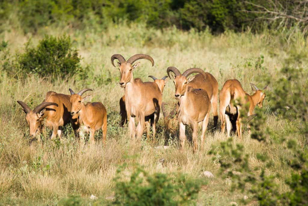 Aoudad Sheep
