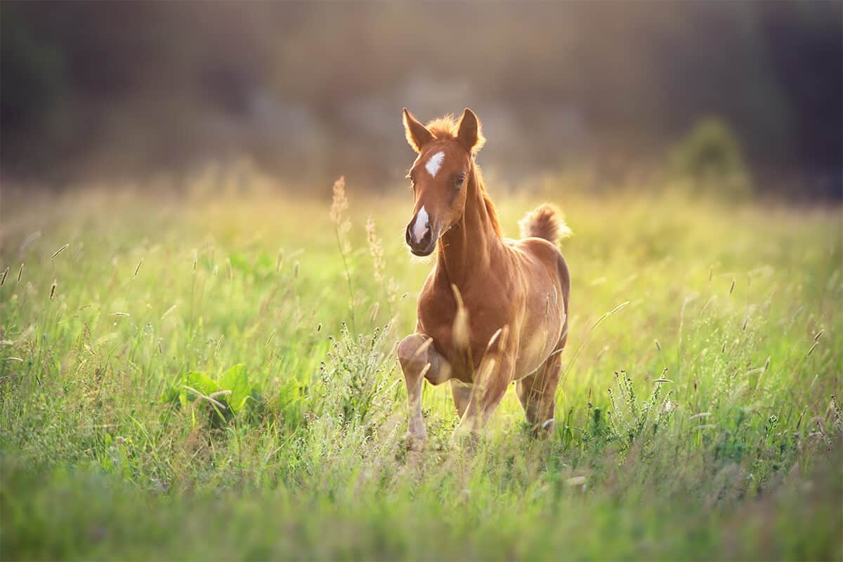 Best Fence for Horses