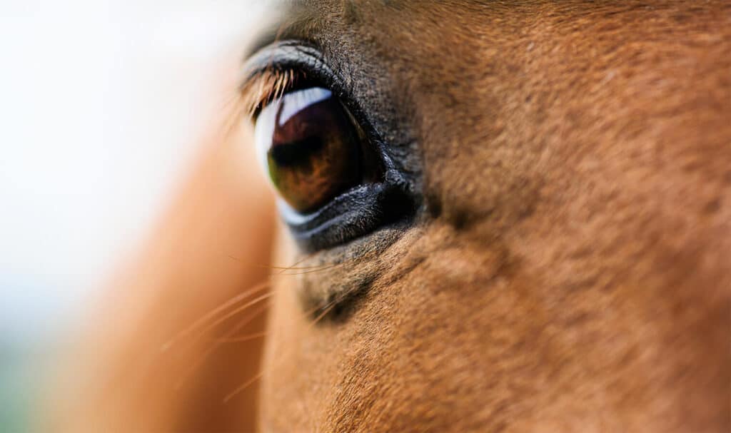 best fence for horses