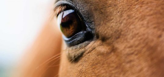 best fence for horses