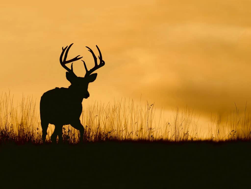 Whitetail buck