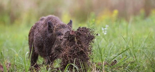 wild hog