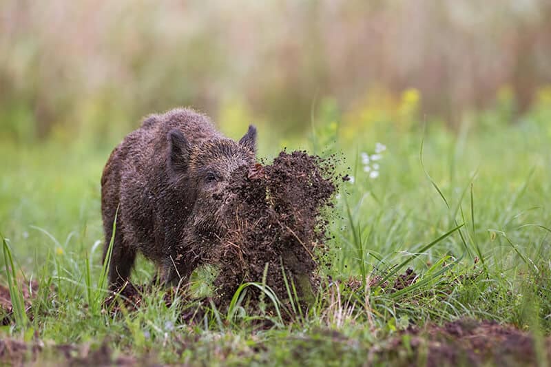 wild hog
