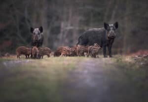 The Best Wild Hog Fence