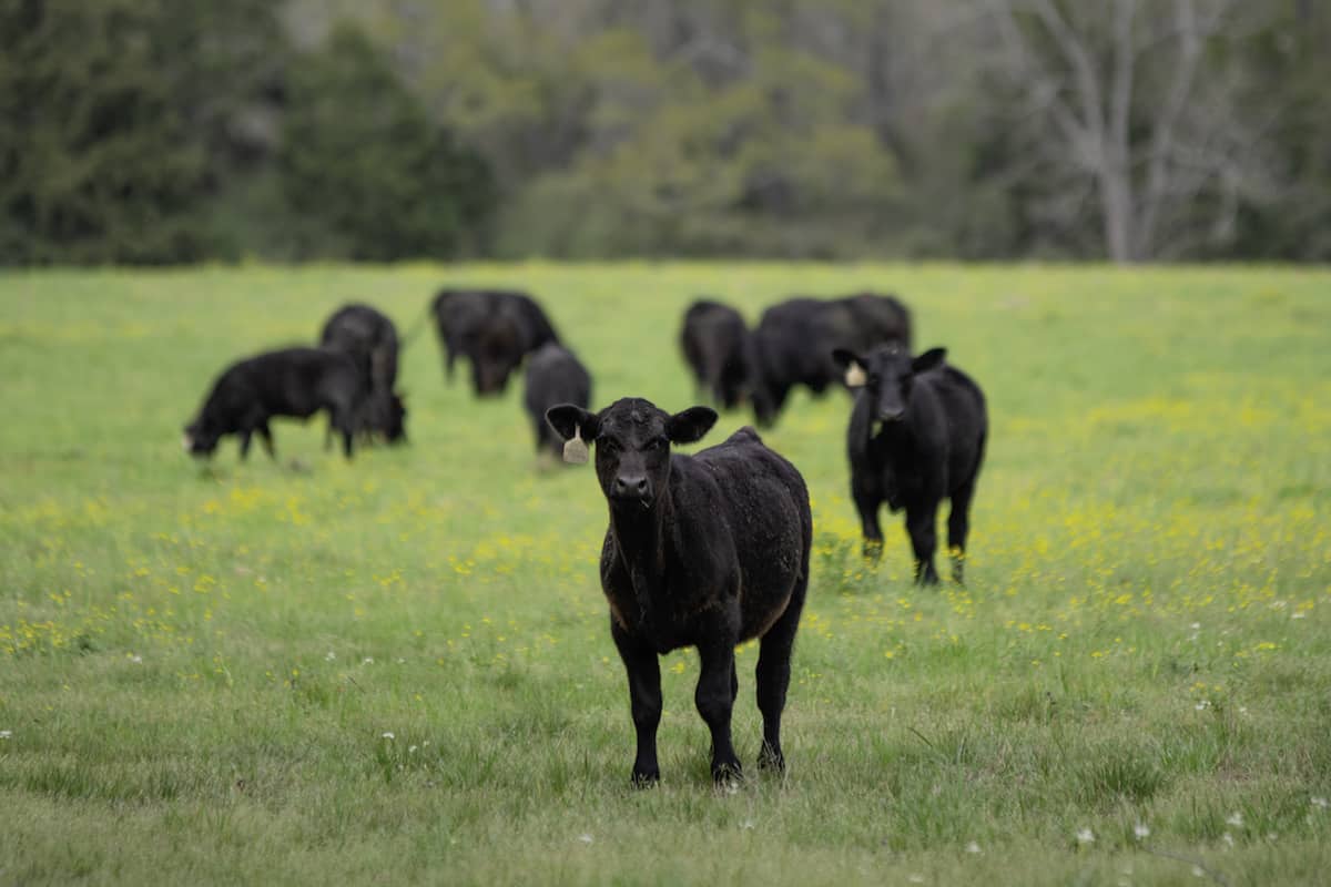 cattle fence
