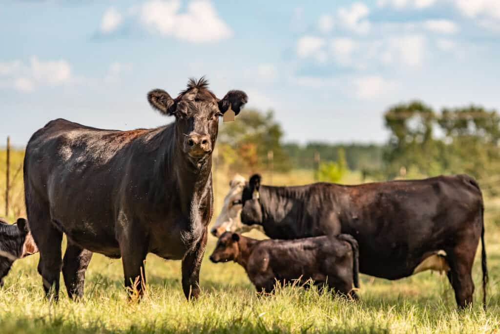 Best Fence For Cattle PDF Guide