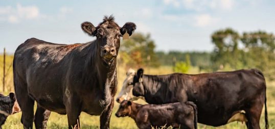 Best Fence For Cattle PDF Guide