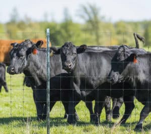 cattle fence