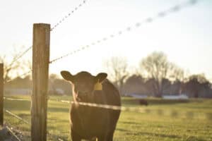 Cattle Fence 2