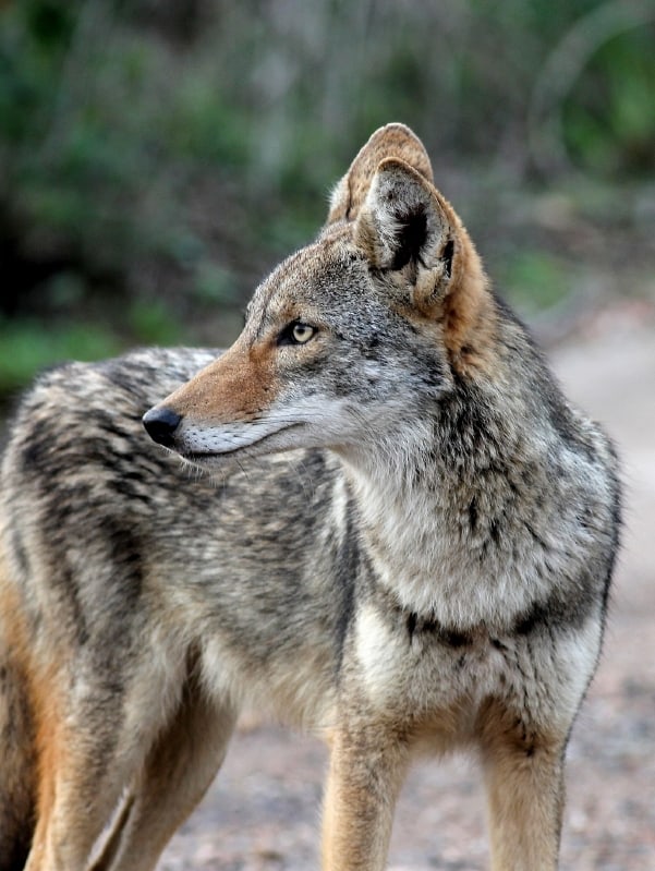 coyote
