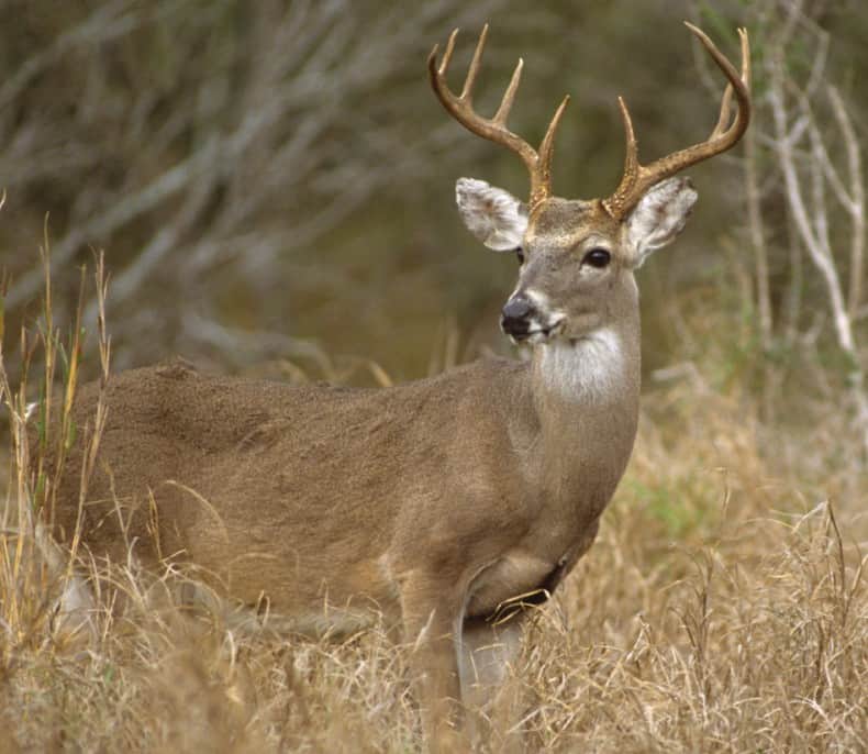 deer