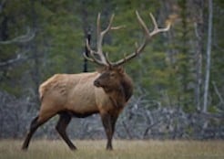 Exotics for Sale - Elk