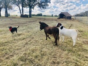 Fixed Knot Fence Patterns for Dogs