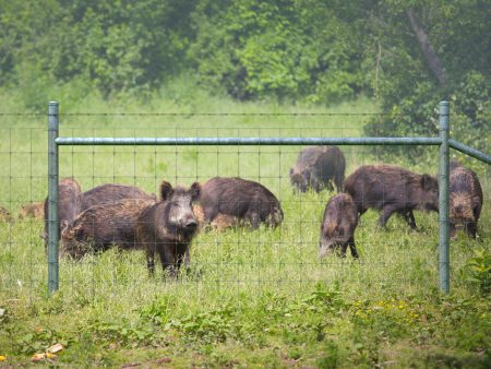 Hog Proof Fencing