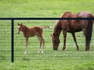 Horse Fence fixed knot patterns