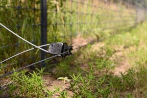 Predator Wire