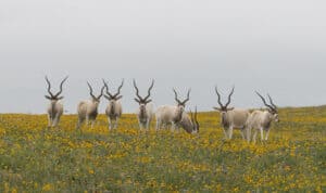 Addax - Low Fence