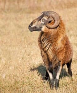 Barbados Blackbelly Sheep