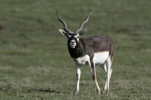 Blackbuck low fence exotic