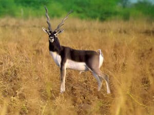 Exotic Wildlife Association