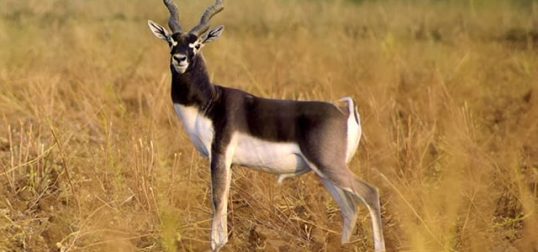 blackbuck