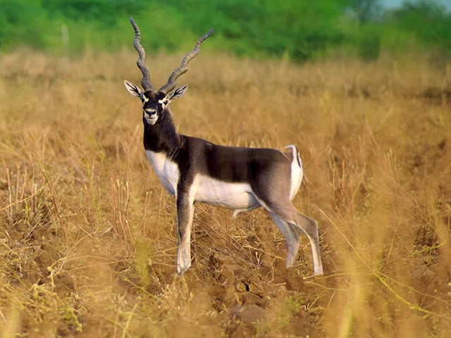 blackbuck