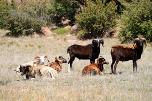 Hawaiian Rams - low fence exotics