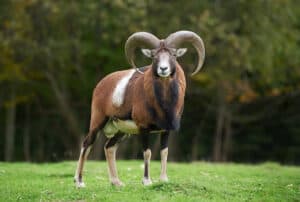 Moufflan Sheep