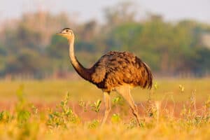 Rhea low fence exotic