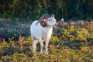 Texas Dall