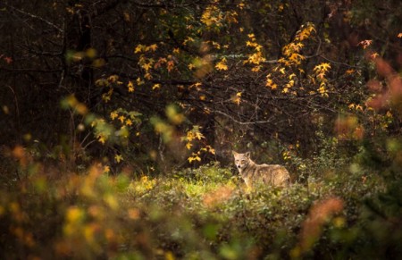 Managing Deer Herd