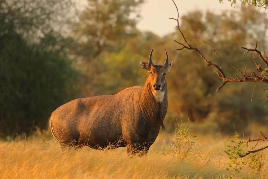 Nilgai Antelope