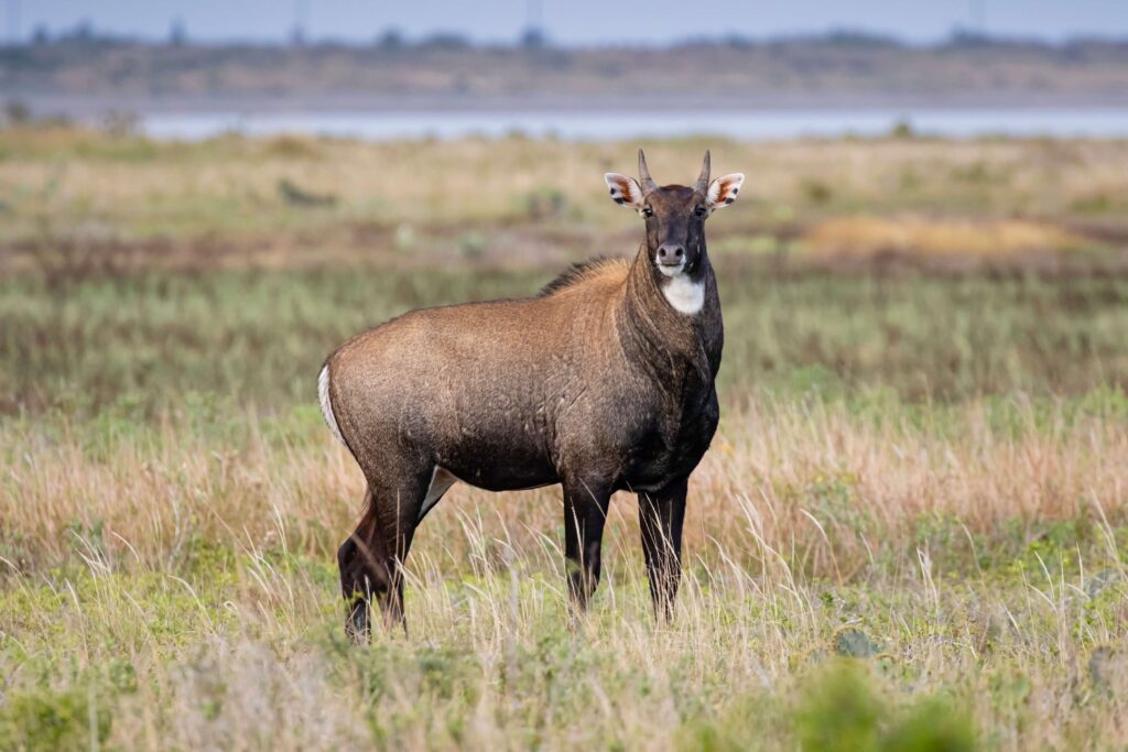 Nilgai Antelope Exotic