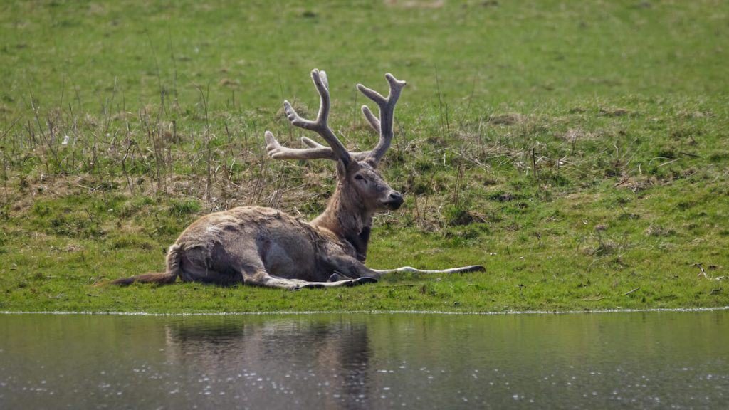 Père Davids Deer Adult