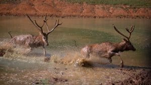 Père-Davids-Deer_Water