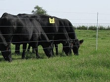 Permanent Electric Fences