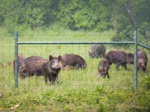 Fixed Knot Fence Patterns for Hogs