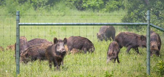 hog fence
