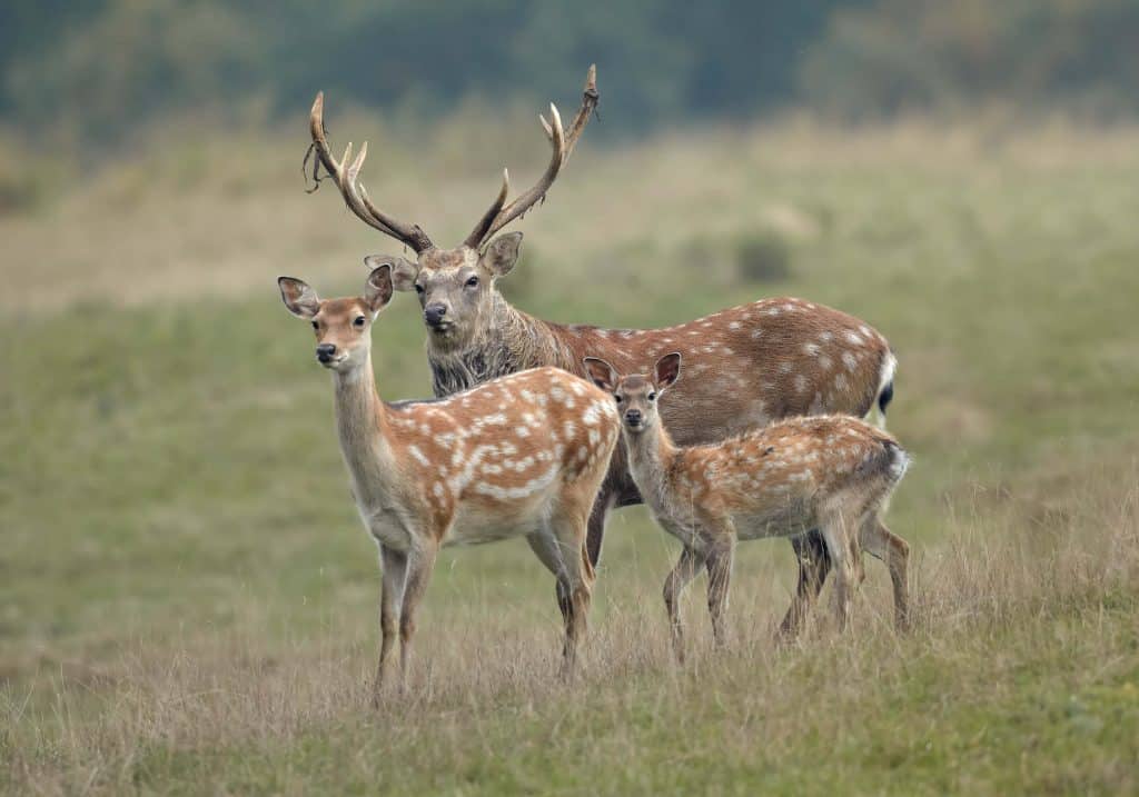 Sika Deer