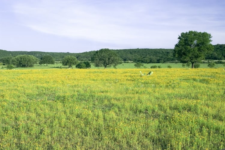ranch for sale