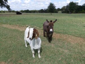 goats