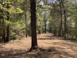 land clearing