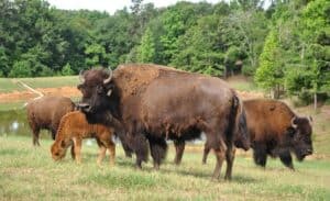 East Texas Fall Events