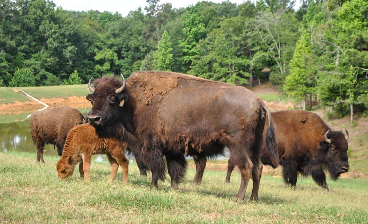 East Texas Fall Events