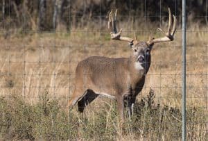 Deer Fence