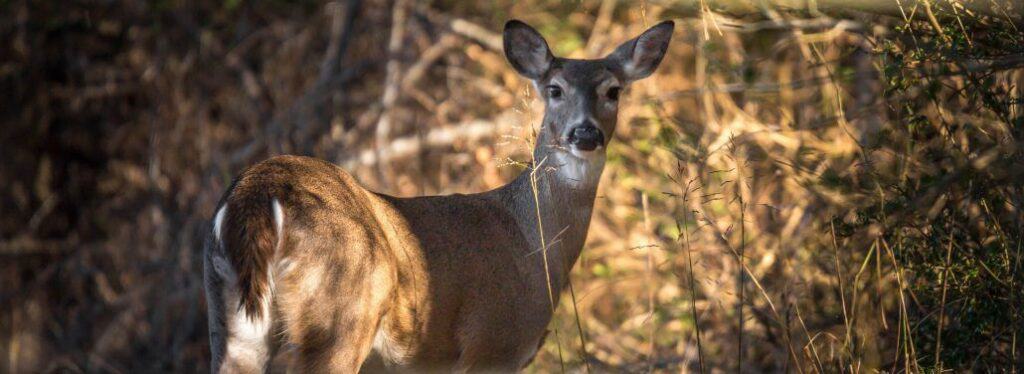 whitetail management